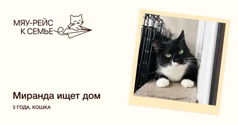 Миранда — кошка Около 3 лет, Москва