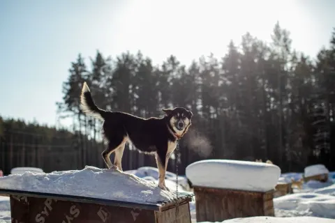 Соня — собака, Сысерть