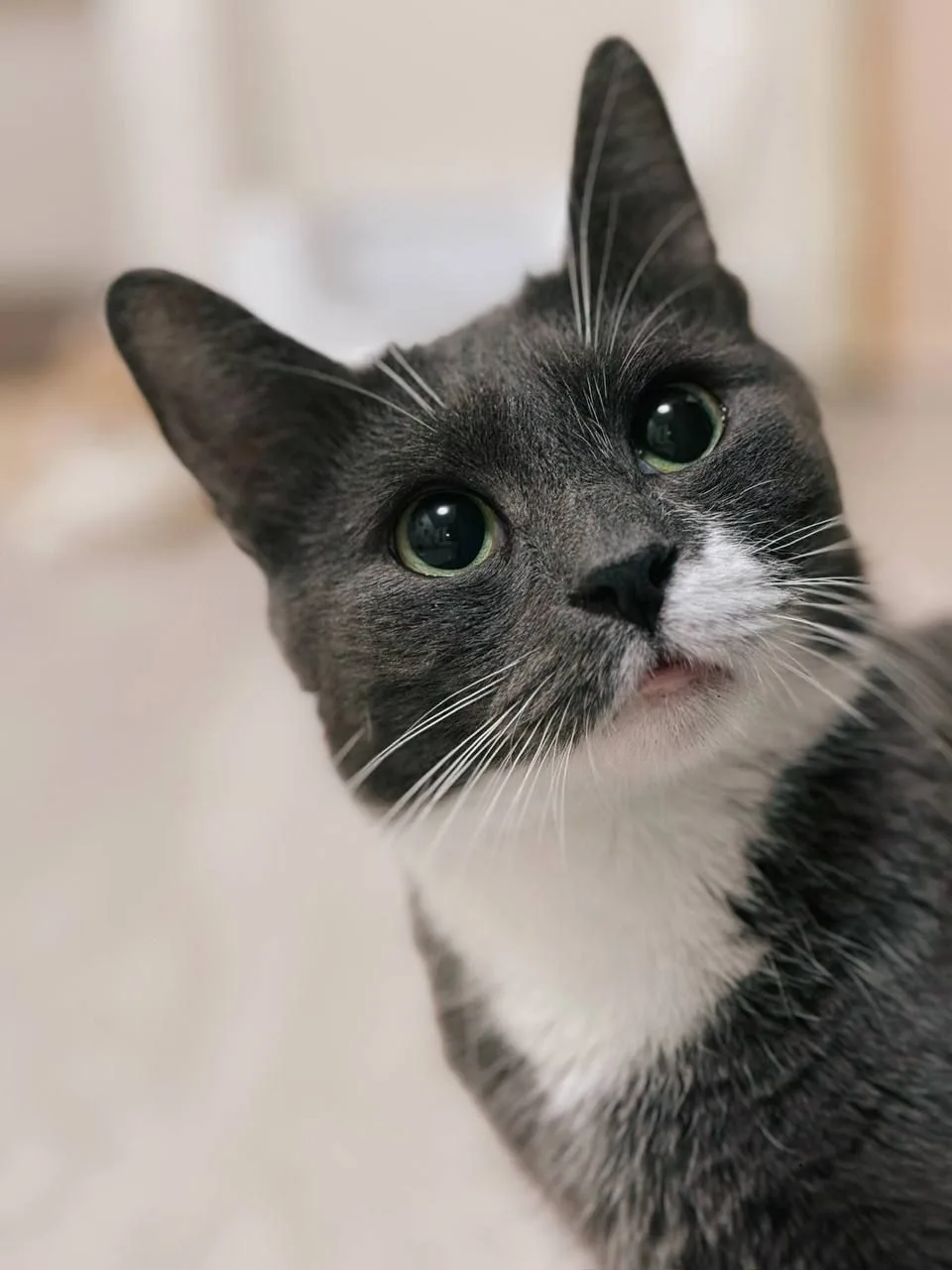 Кошка Том, кот, Meow Family, Москва. Фото 2 из 2.