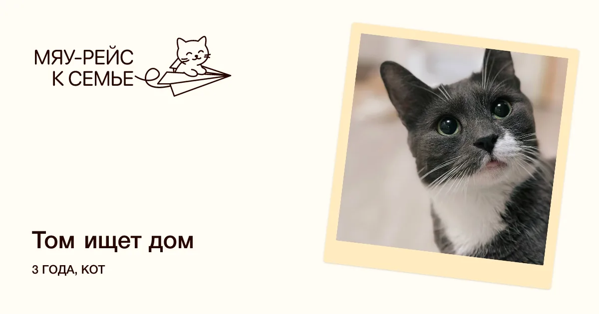 Кошка Том, кот, Meow Family, Москва. Фото 1 из 2.