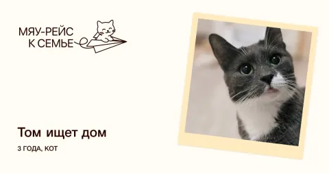 Том — кошка Около 3 лет, Москва