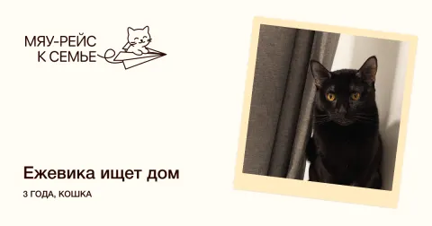 Ежевика — кошка Около 3 лет, Москва