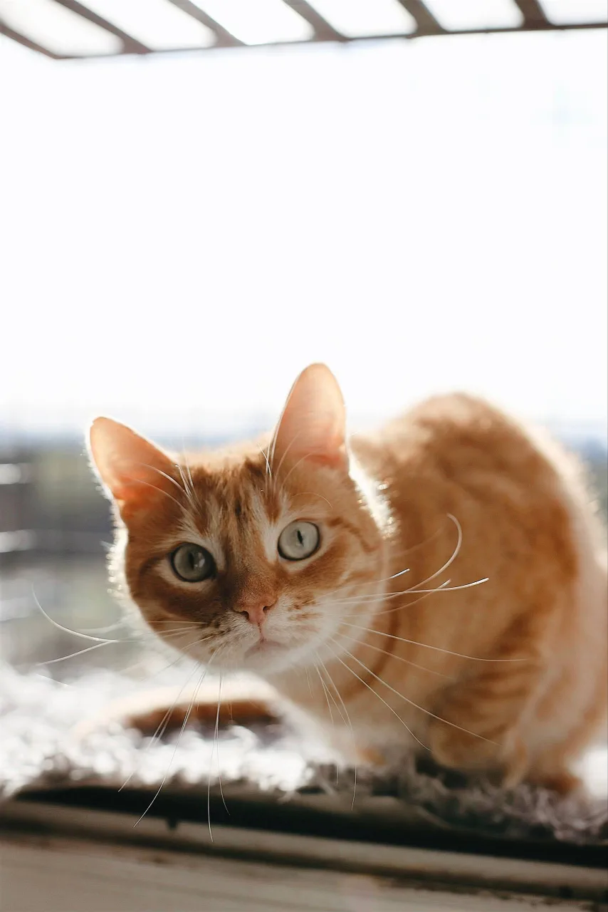Кошка Апельсин, кот, Meow Family, Москва. Фото 2 из 3.