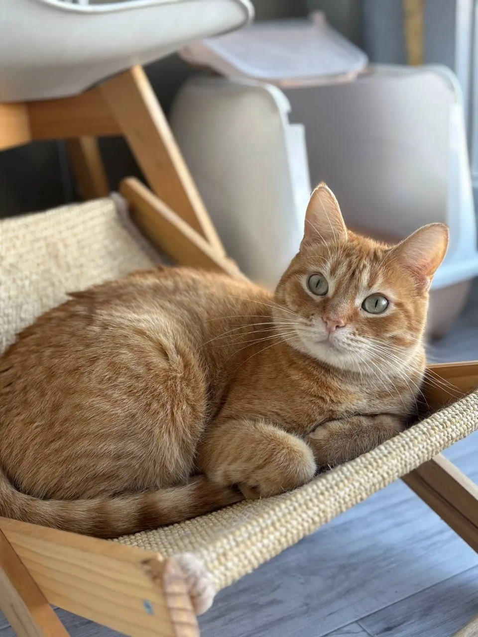 Кошка Апельсин, кот, Meow Family, Москва. Фото 3 из 3.