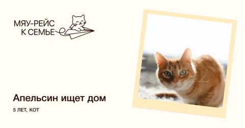 Апельсин — кошка Около 5 лет, Москва