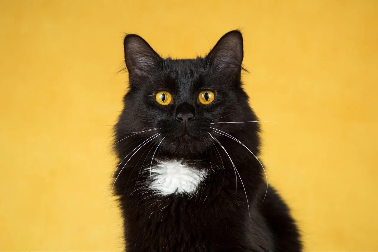 Кошка Падди, кот, Meow Family, Москва. Фото 1 из 2.