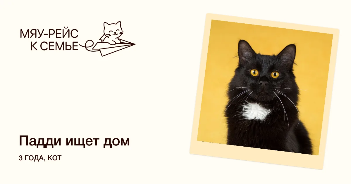 Кошка Падди, кот, Meow Family, Москва. Фото 2 из 2.