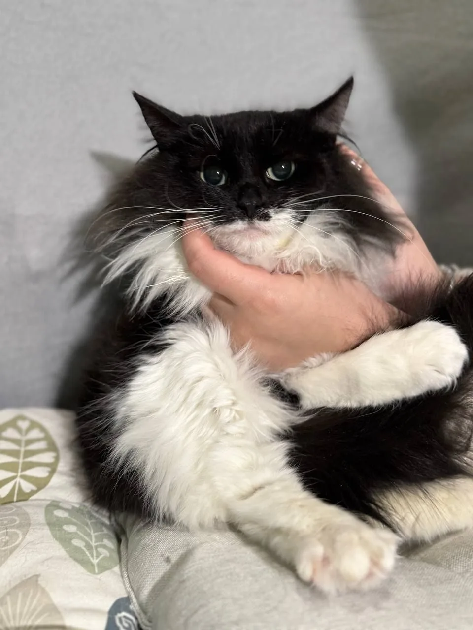 Кошка Бэтти, кошка, Meow Family, Москва. Фото 2 из 2.