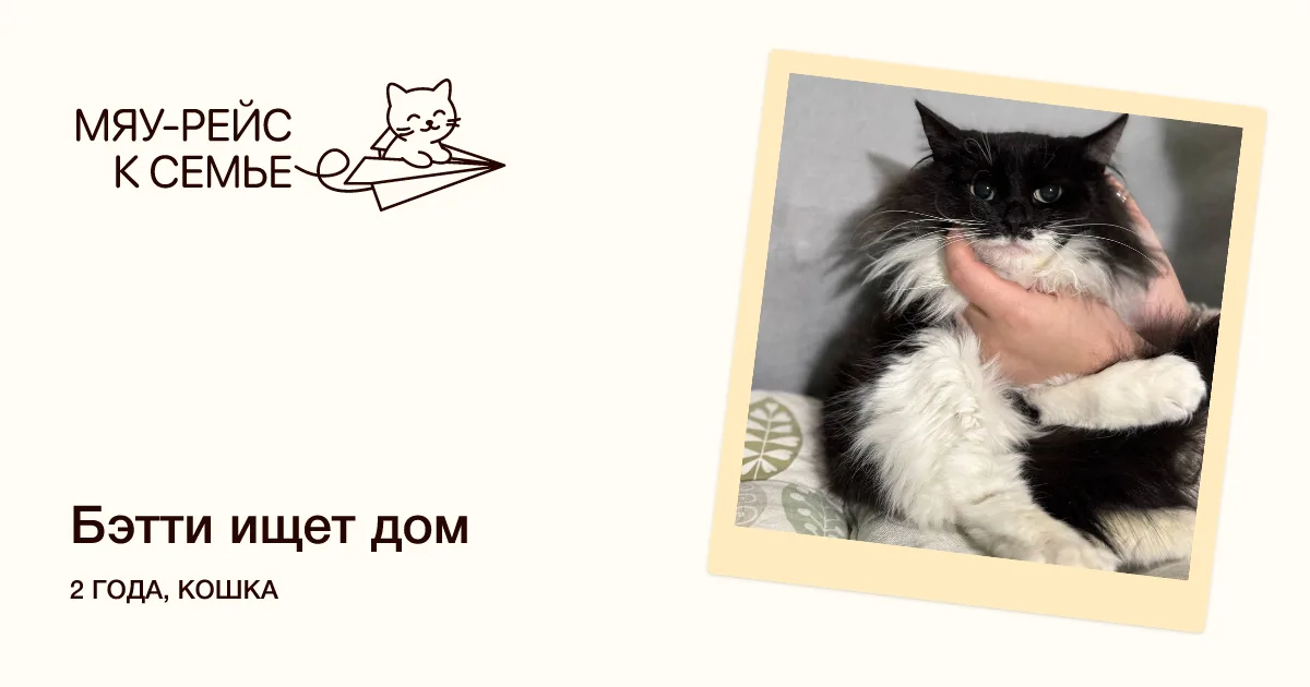 Кошка Бэтти, кошка, Meow Family, Москва. Фото 1 из 2.