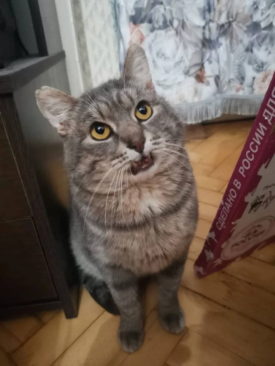 Кошка Помидор, кот, Meow Family, Москва. Фото 2 из 2.