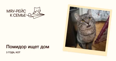 Помидор — кошка Около 3 лет, Москва