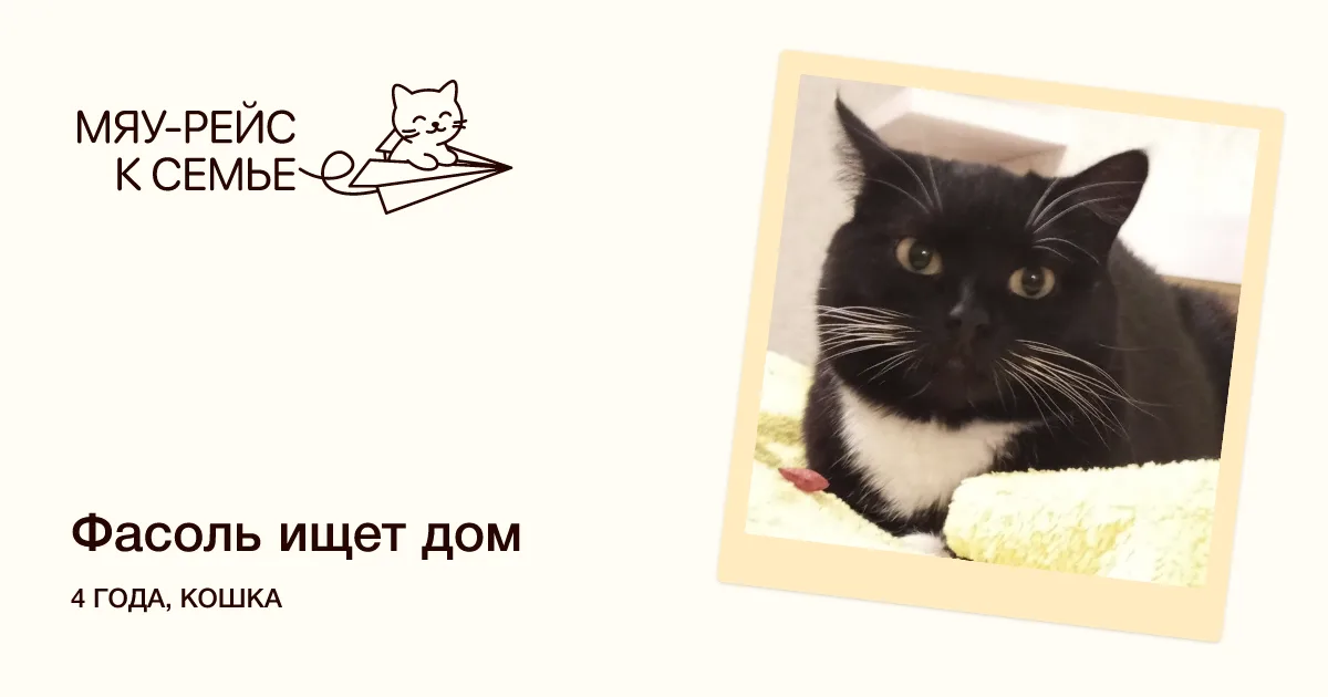 Кошка Фасоль, кошка, Meow Family, Москва. Фото 2 из 2.