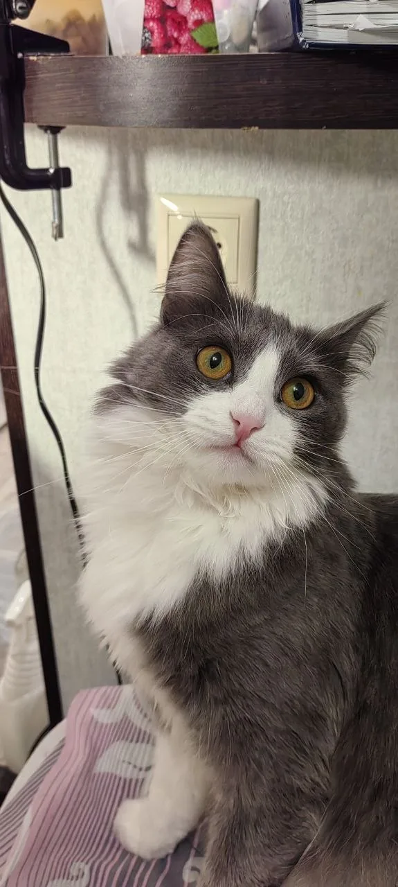 Кошка Вафля, кошка, Meow Family, Москва. Фото 2 из 2.