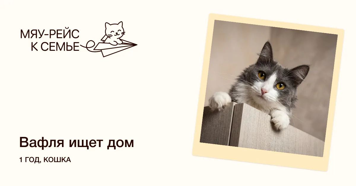 Кошка Вафля, кошка, Meow Family, Москва. Фото 3 из 3.