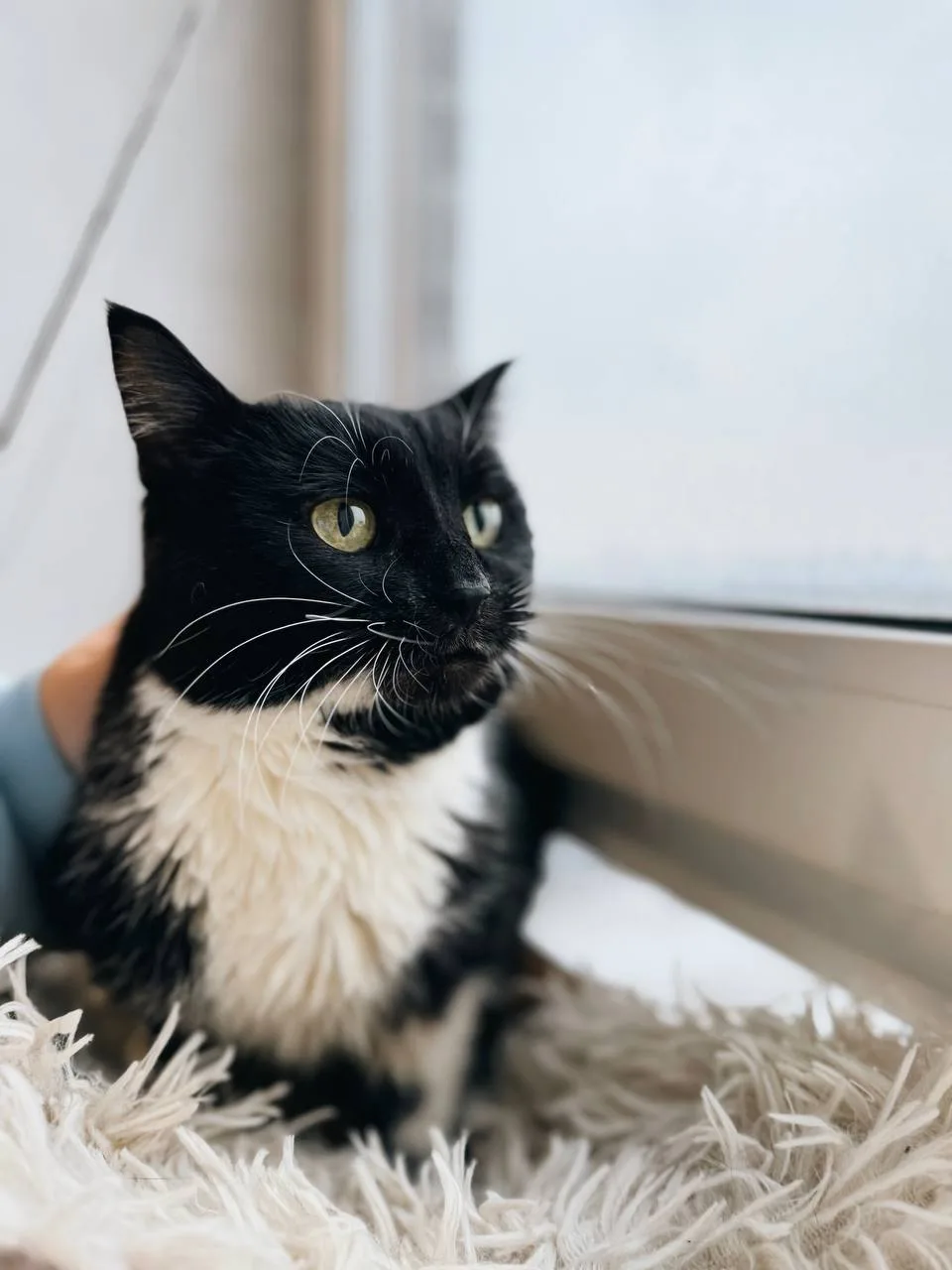 Кошка Латте, кошка, Meow Family, Москва. Фото 2 из 2.
