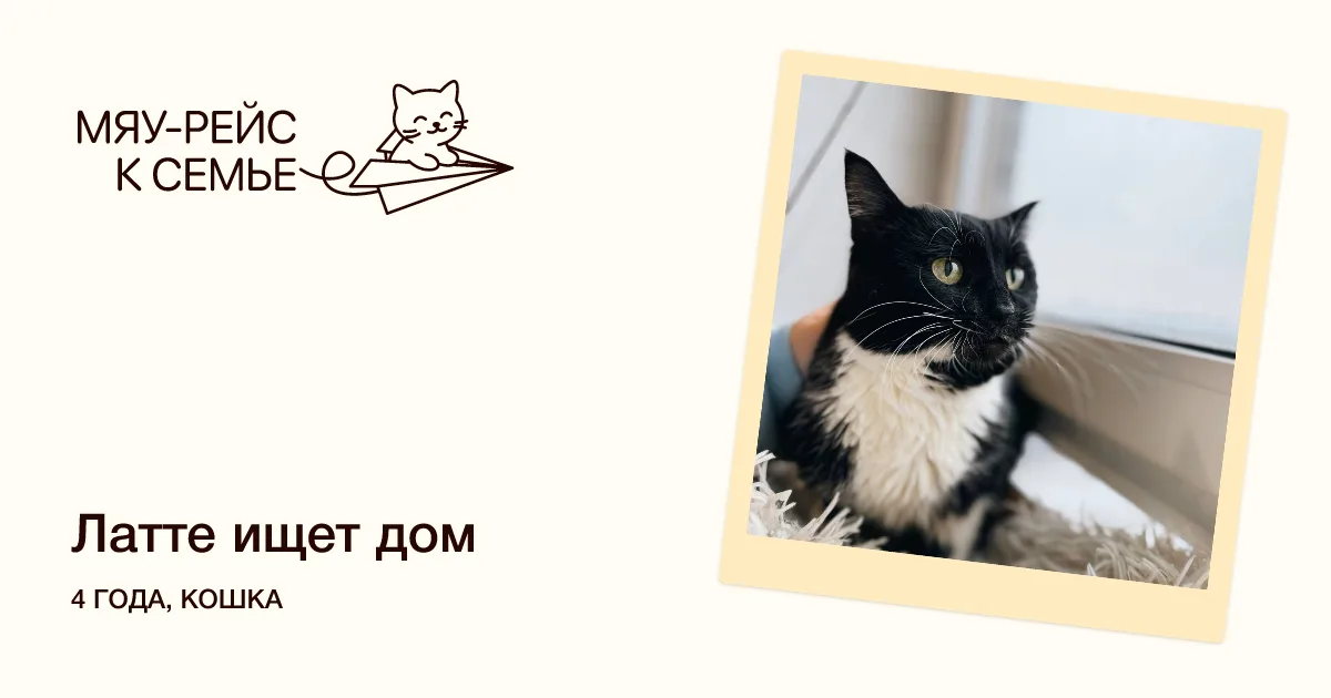 Кошка Латте, кошка, Meow Family, Москва. Фото 1 из 2.