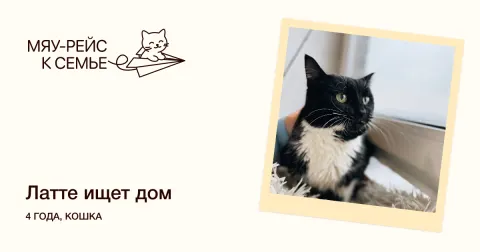 Латте — кошка Около 4 лет, Москва