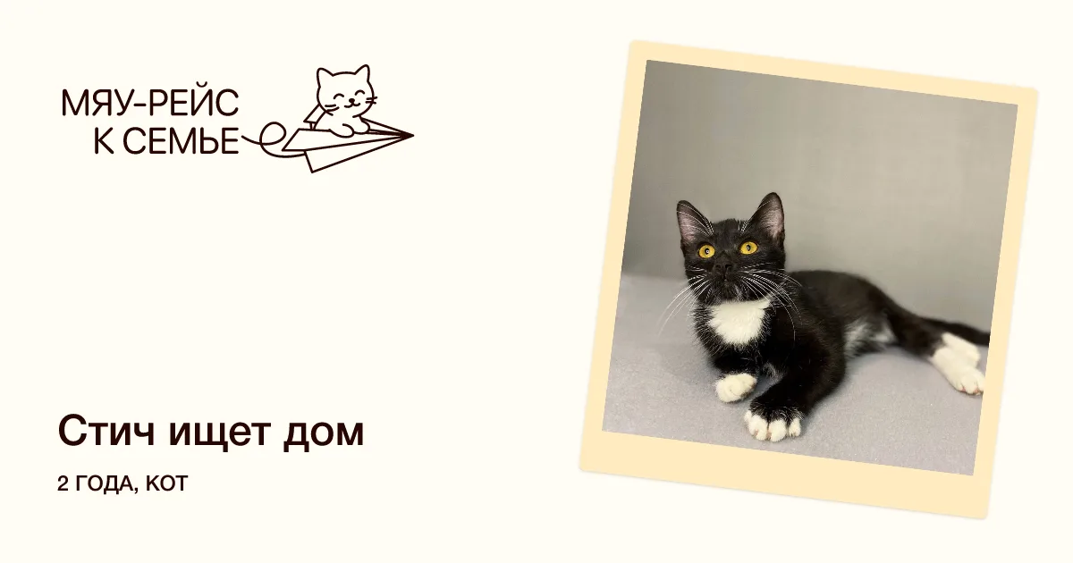 Кошка Стич, кот, Meow Family, Москва. Фото 1 из 2.