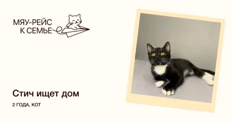 Стич — кошка Около 2 лет, Москва