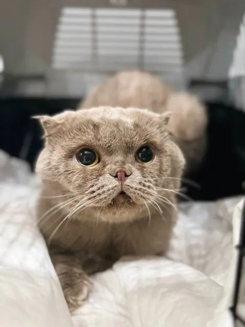 Бри — кошка, Москва