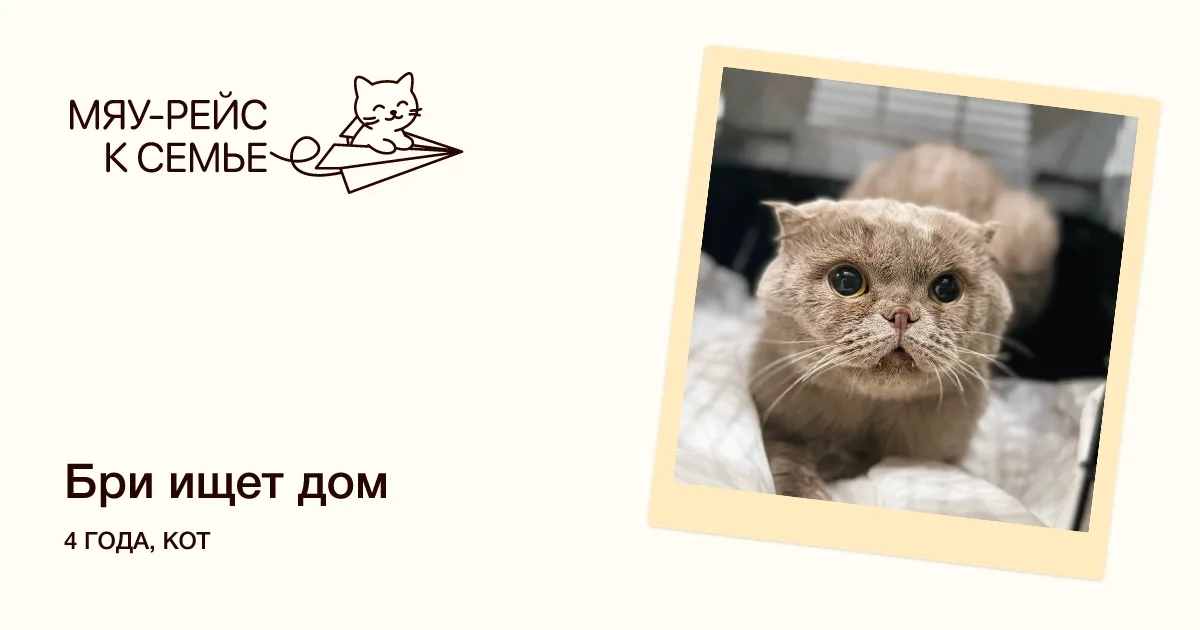 Кошка Бри, кот, Meow Family, Москва. Фото 1 из 2.