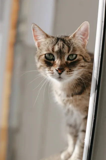 Чабрец — кошка, Москва