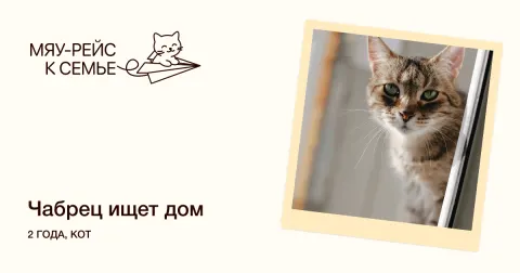 Чабрец — кошка Около 2 лет, Москва