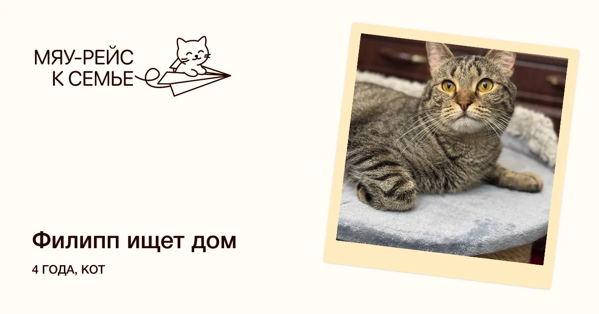 Кошка Филипп, кот, Meow Family, Москва. Фото 1 из 2.