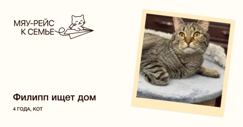 Филипп — кошка Около 4 лет, Москва