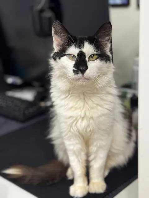 Эмбер — кошка, Москва