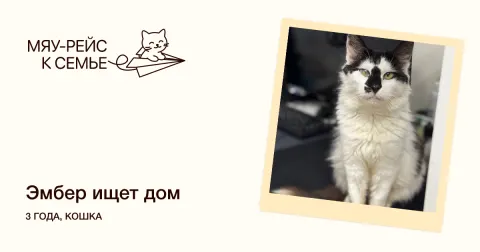 Эмбер — кошка Около 3 лет, Москва