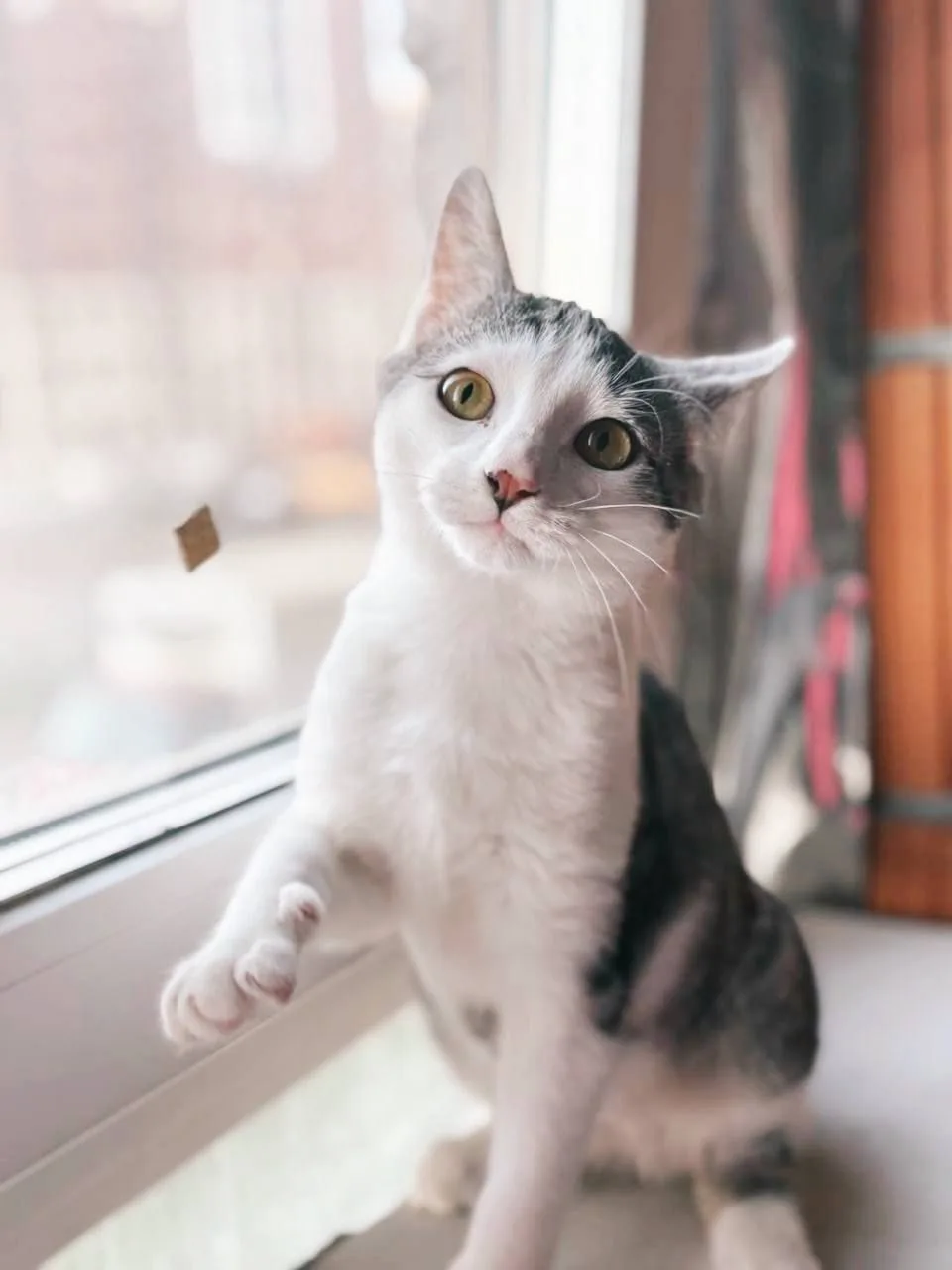 Кошка Сочник, кот, Meow Family, Москва. Фото 1 из 6.