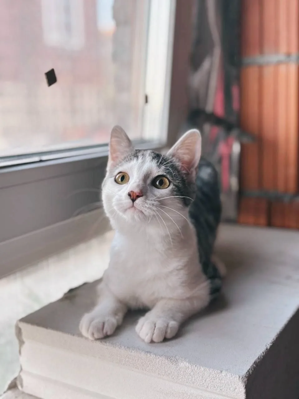 Кошка Сочник, кот, Meow Family, Москва. Фото 2 из 6.