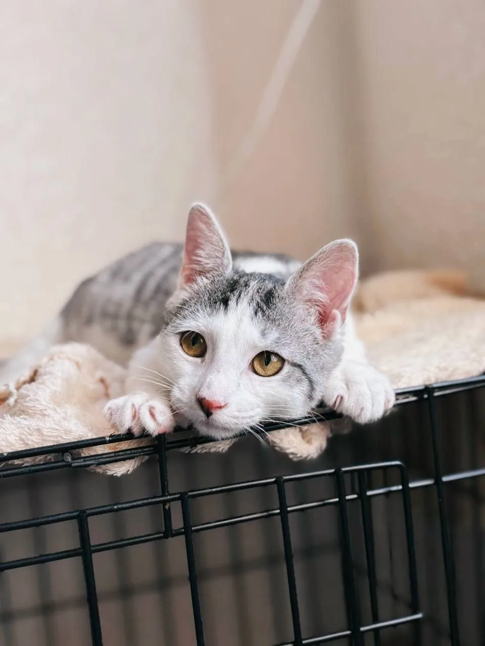 Кошка Сочник, кот, Meow Family, Москва. Фото 3 из 6.