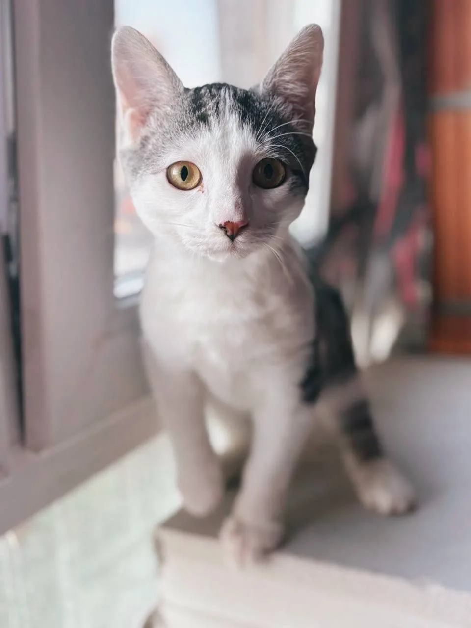 Кошка Сочник, кот, Meow Family, Москва. Фото 4 из 6.