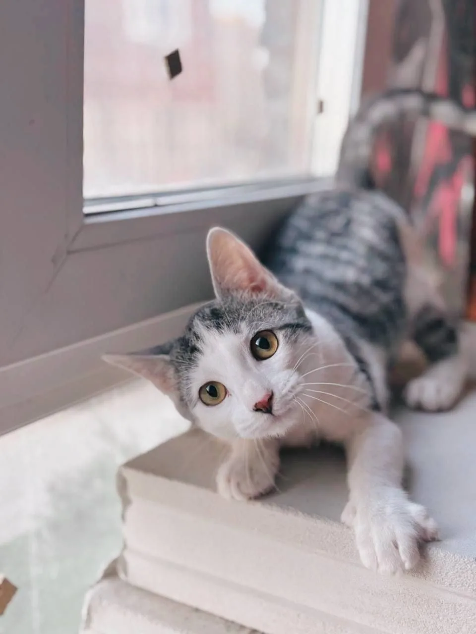 Кошка Сочник, кот, Meow Family, Москва. Фото 5 из 6.