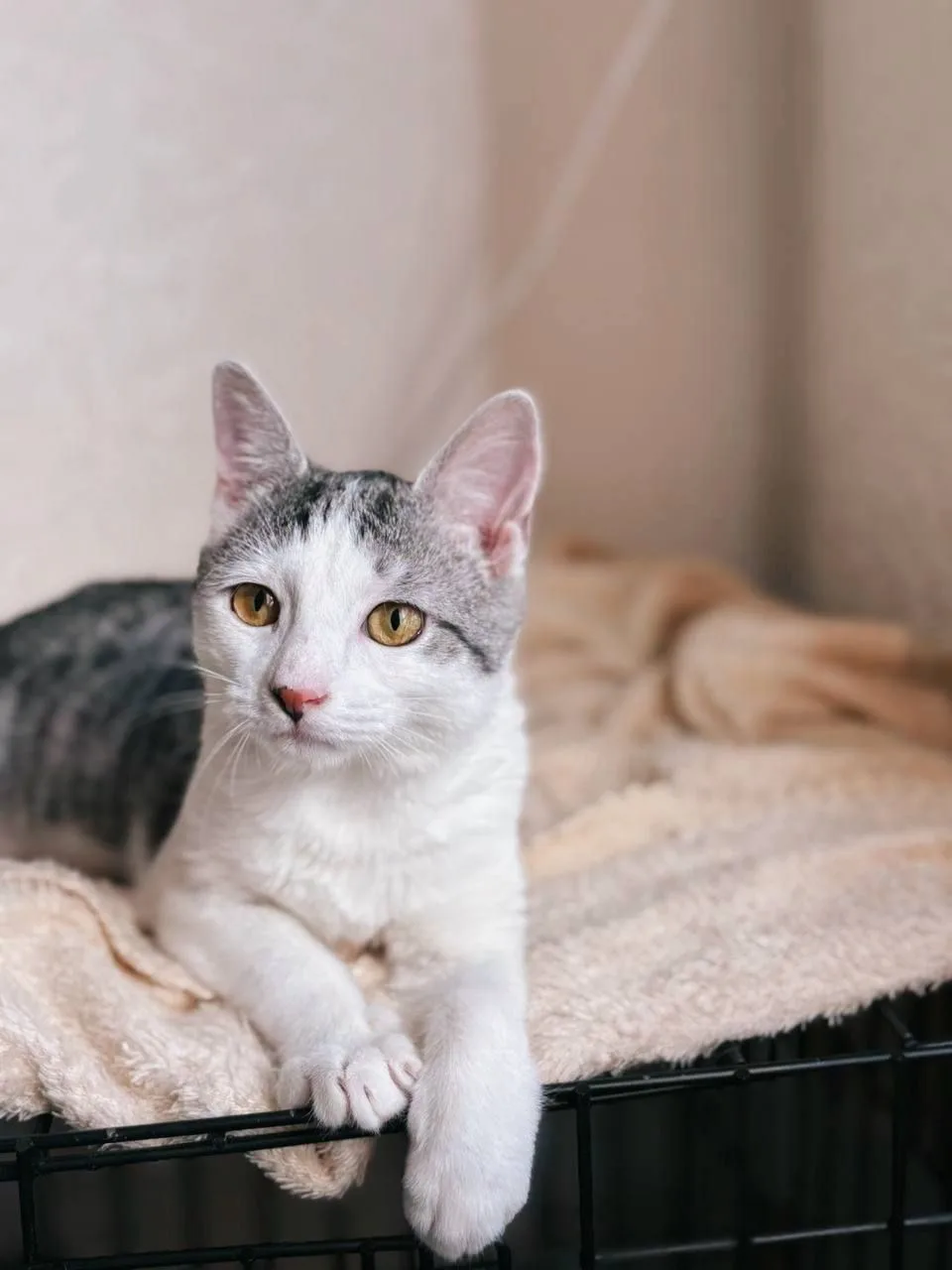 Кошка Сочник, кот, Meow Family, Москва. Фото 6 из 6.