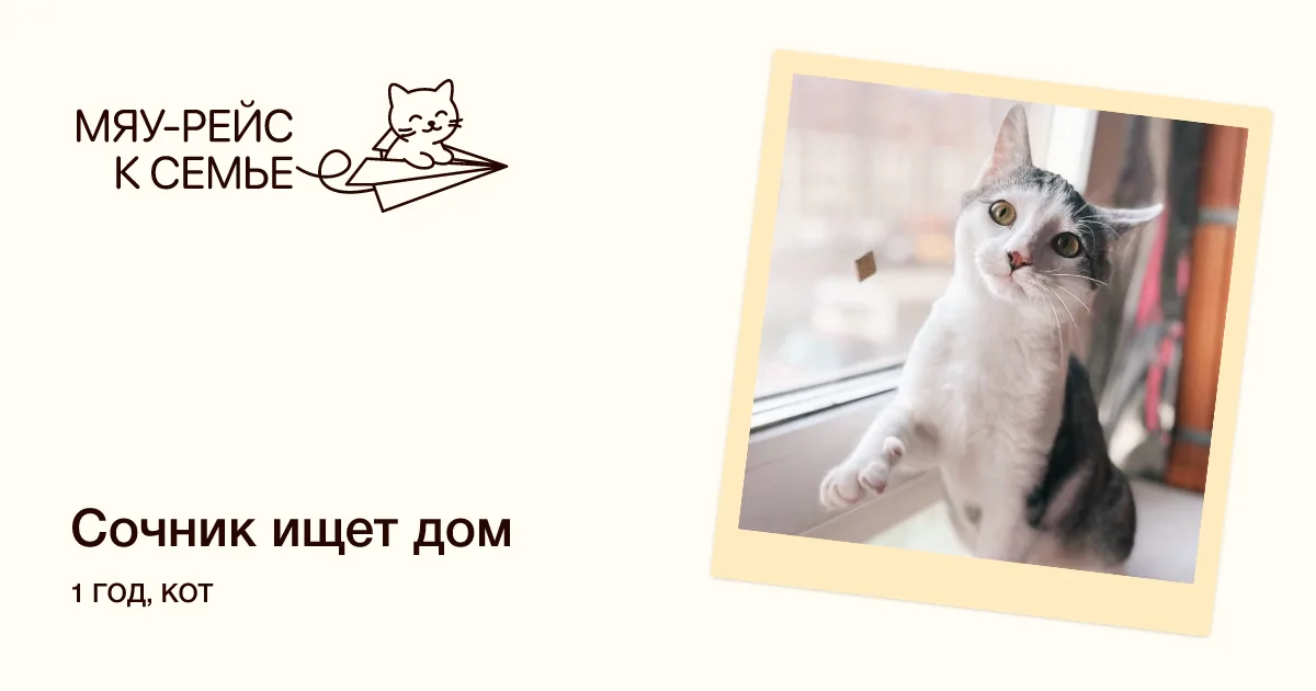 Кошка Сочник, кот, Meow Family, Москва. Фото 1 из 7.
