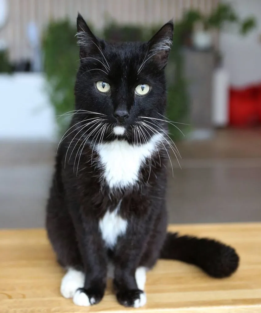 Кошка Барсик, кот, Meow Family, Москва. Фото 1 из 1.