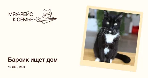 Барсик — кошка Около 10 лет, Москва