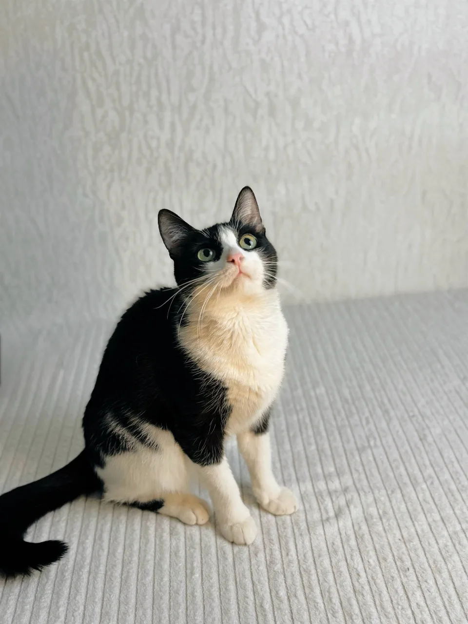 Кошка Снич, кот, Meow Family, Москва. Фото 1 из 5.