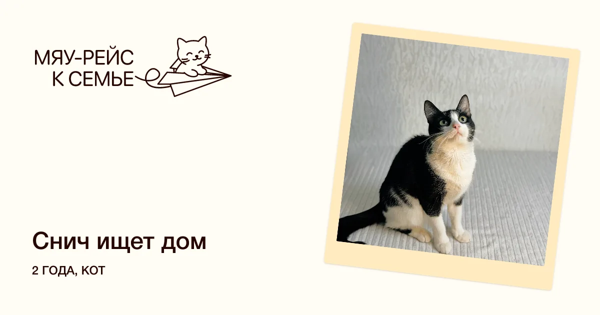 Кошка Снич, кот, Meow Family, Москва. Фото 1 из 5.
