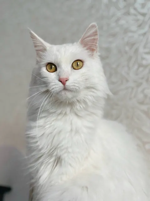 Ватрушка — кошка, Москва