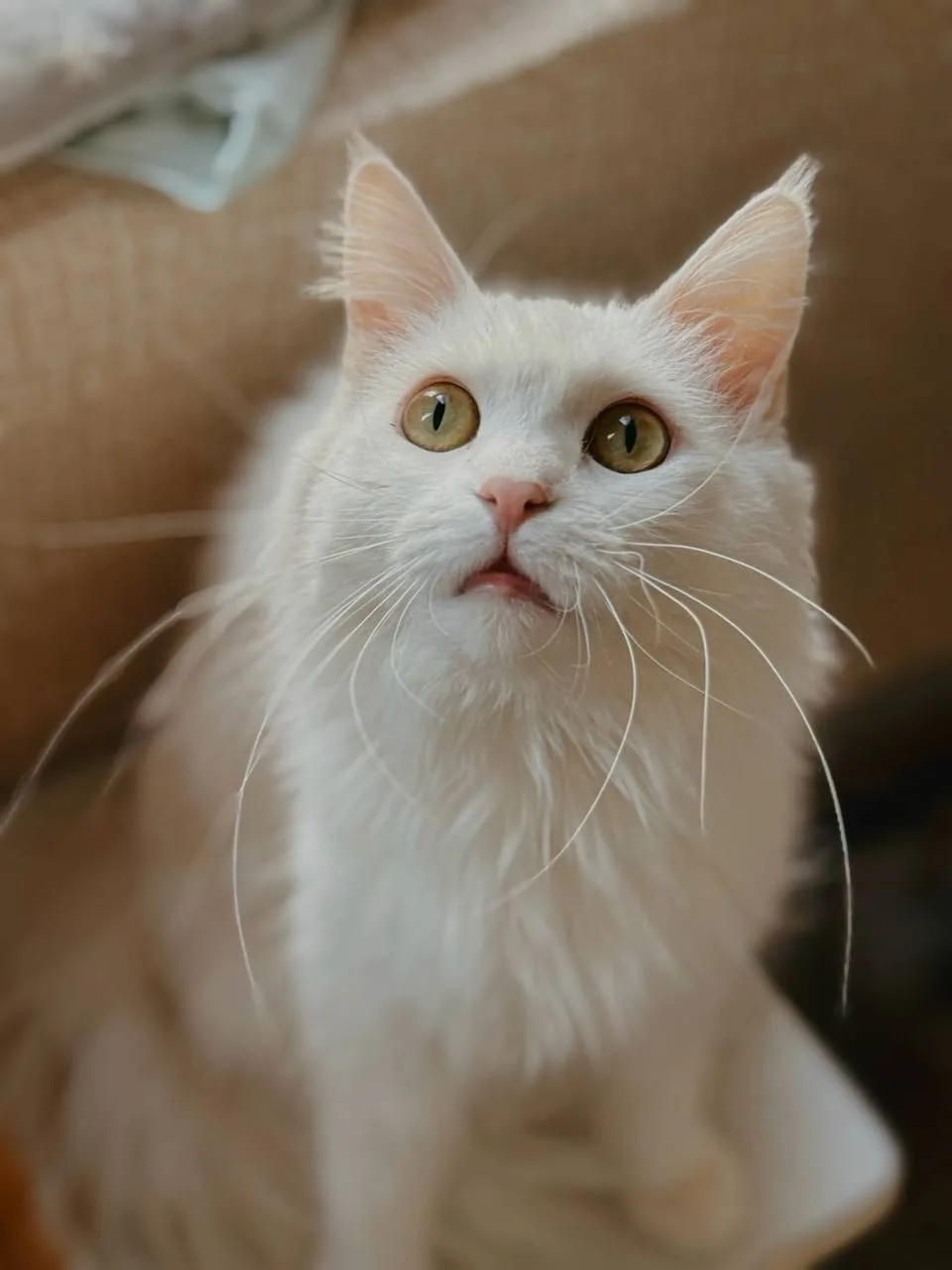 Кошка Ватрушка, кошка, Meow Family, Москва. Фото 2 из 5.