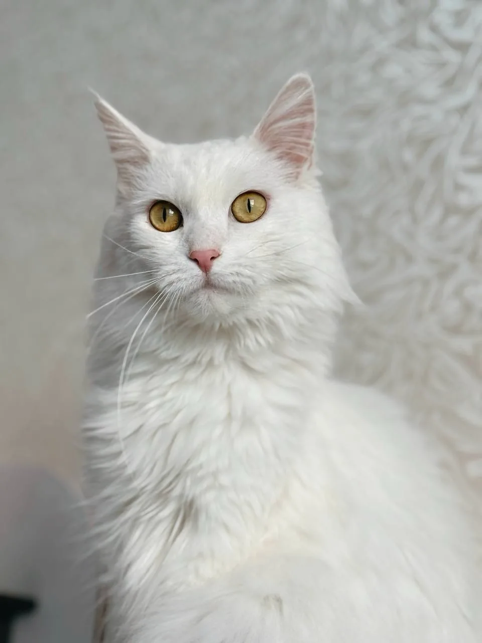 Кошка Ватрушка, кошка, Meow Family, Москва. Фото 3 из 5.