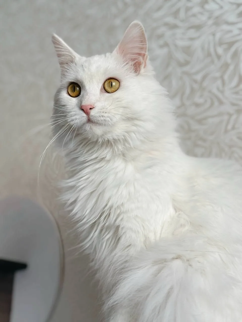 Кошка Ватрушка, кошка, Meow Family, Москва. Фото 4 из 5.