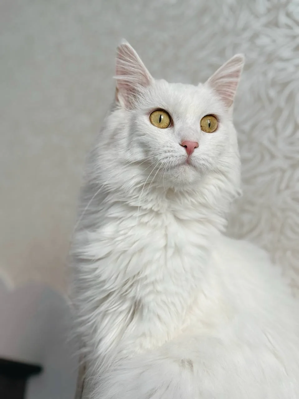 Кошка Ватрушка, кошка, Meow Family, Москва. Фото 5 из 5.