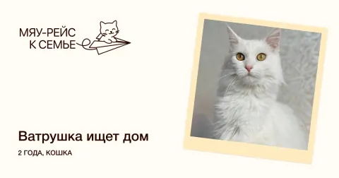 Ватрушка — кошка Около 2 лет, Москва