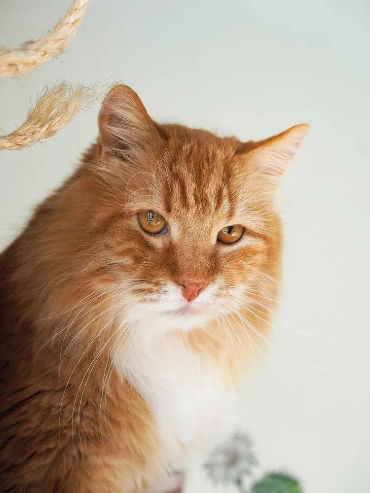 Кошка Лайм, кот, Meow Family, Москва. Фото 2 из 7.