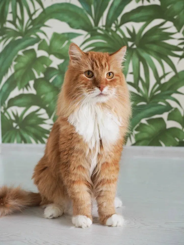 Кошка Лайм, кот, Meow Family, Москва. Фото 3 из 7.